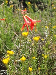 Penstemon labrosus