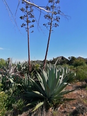 Agave americana expansa