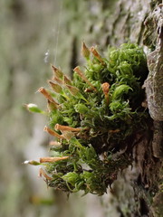 Ulota crispa