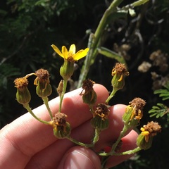 Senecio prionopterus