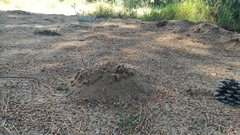 Microtus duodecimcostatus