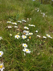 Bellis perennis