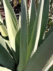 Agave americana expansa