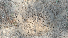 Microtus duodecimcostatus