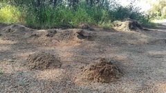 Microtus duodecimcostatus