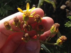 Senecio prionopterus