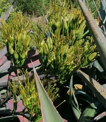 Agave americana expansa