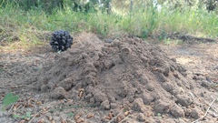 Microtus duodecimcostatus