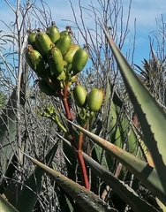 Agave americana expansa