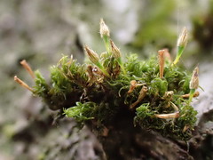 Ulota crispa