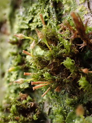 Ulota crispa