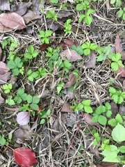 Potentilla hebiichigo
