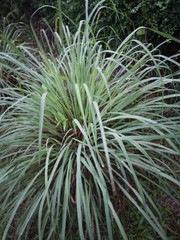 Cymbopogon nardus