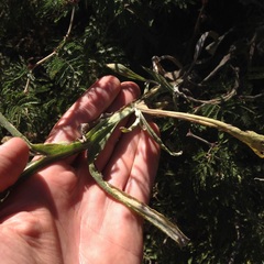 Senecio prionopterus