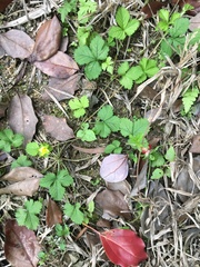 Potentilla hebiichigo