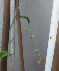 Dioscorea mucronata