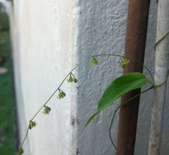 Dioscorea mucronata