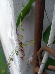 Dioscorea mucronata