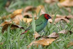 Erythrura pealii