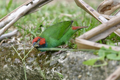 Erythrura pealii