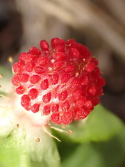 Potentilla hebiichigo