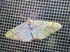Pseuderannis lomozemia
