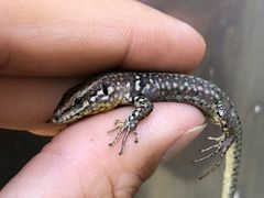 Podarcis muralis