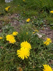 Taraxacum officinale