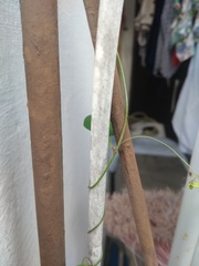Dioscorea mucronata