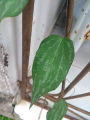 Dioscorea mucronata