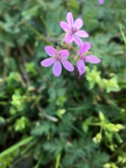 Erodium cicutarium