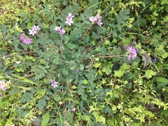 Erodium cicutarium