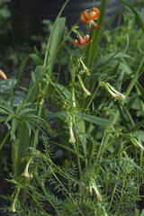Polemonium pauciflorum
