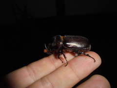 Oryctes rhinoceros
