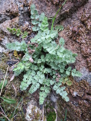 Gingidia enysii peninsulare