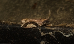 Statherotis pendulata