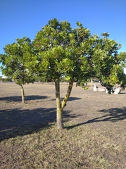 Harpephyllum caffrum