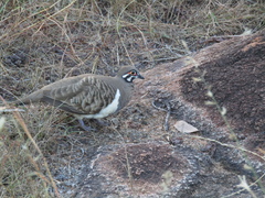 Geophaps scripta peninsulae