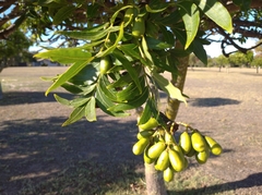Harpephyllum caffrum