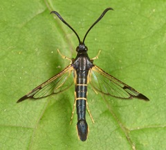 Synanthedon scitula