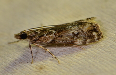 Eudonia minualis
