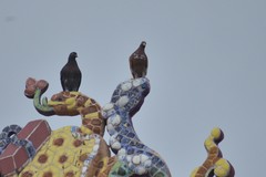 Columba livia domestica