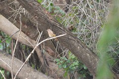 Phoenicurus auroreus