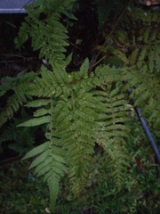 Davallia griffithiana