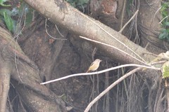 Phoenicurus auroreus