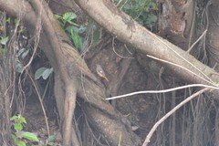 Phoenicurus auroreus