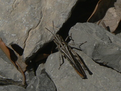 Omocestus raymondi