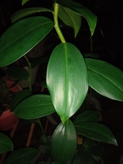 Costus woodsonii