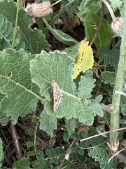 Evergestis frumentalis