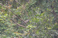 Streptopelia chinensis